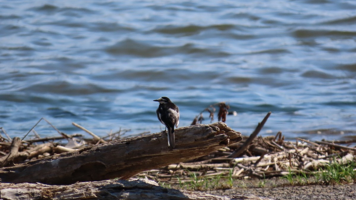 White Wagtail - ML620628537