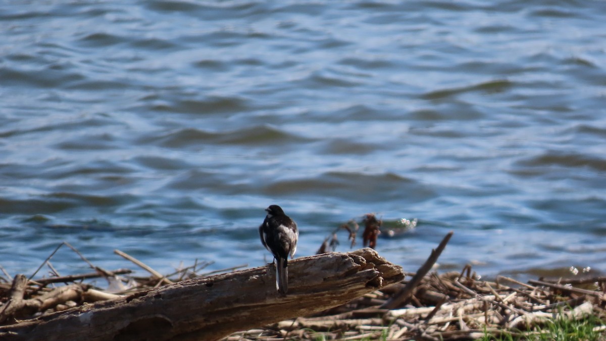 White Wagtail - ML620628538