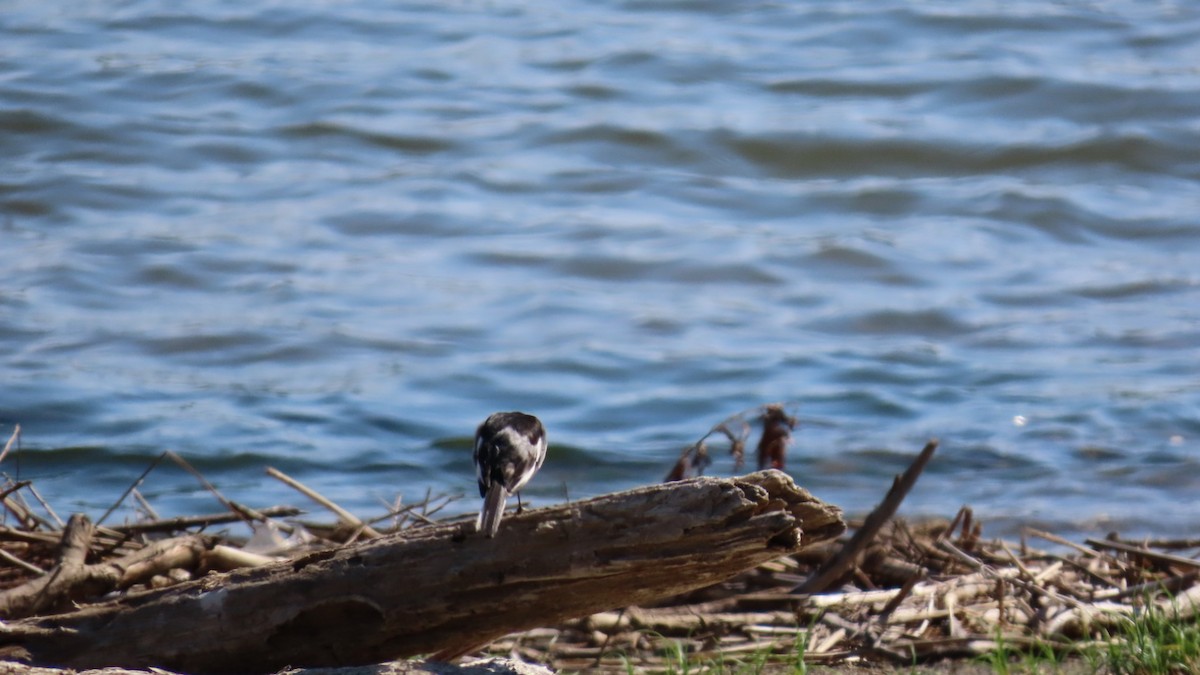 White Wagtail - ML620628539