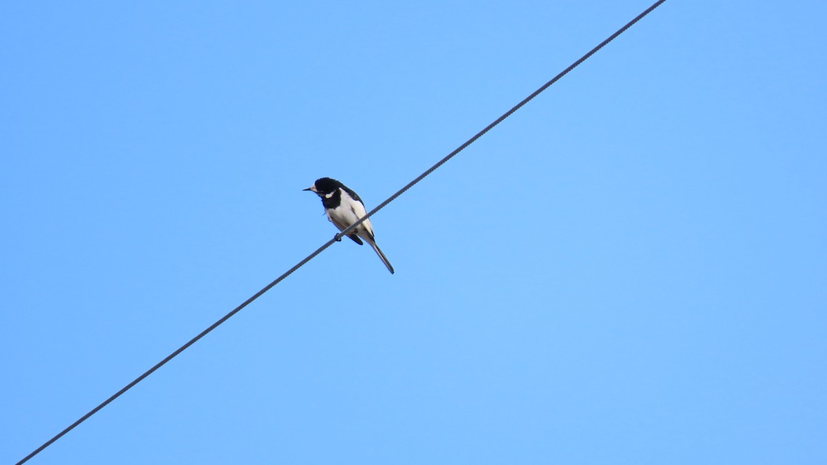 White Wagtail - YUKIKO ISHIKAWA