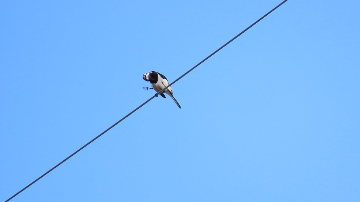 White Wagtail - ML620628542