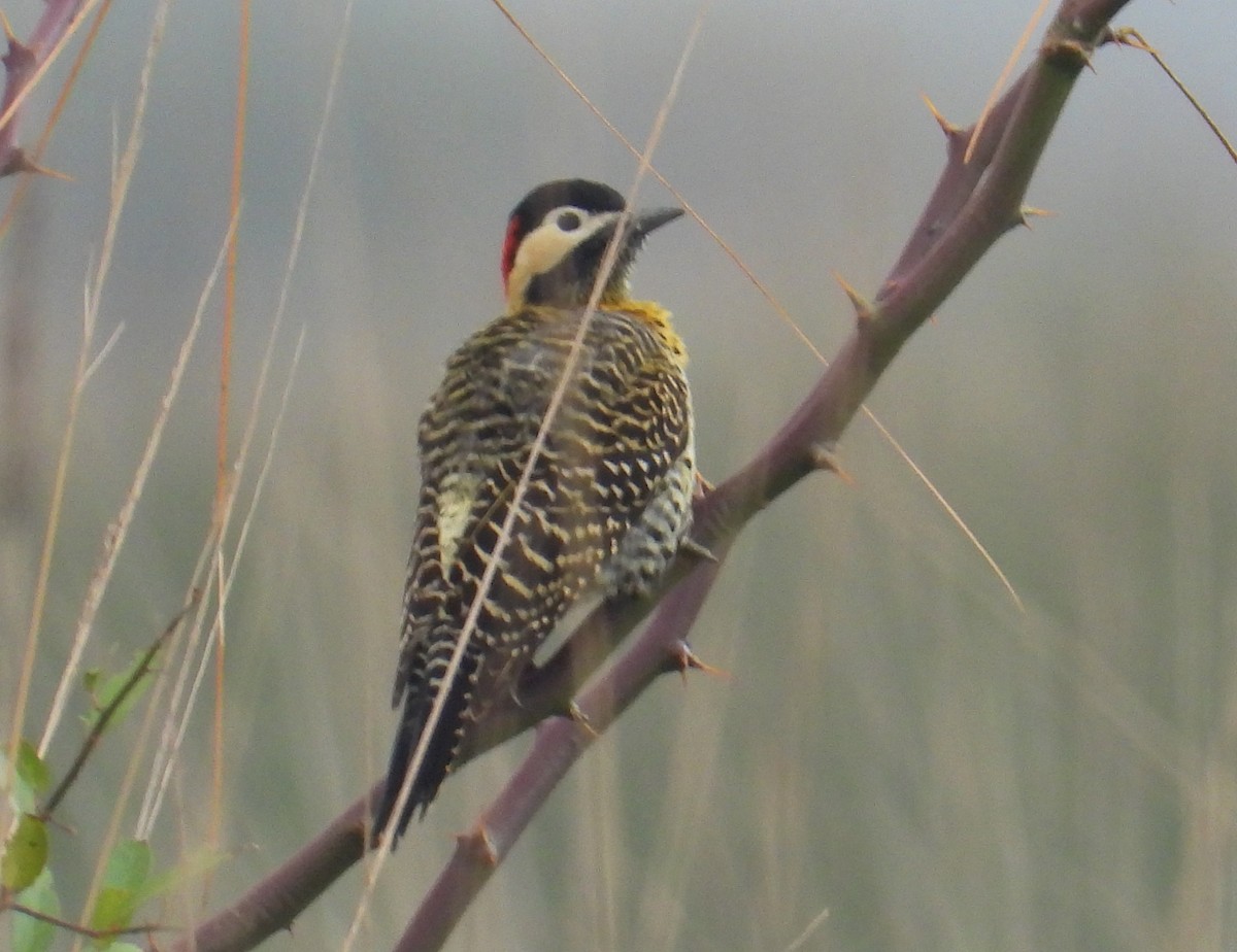 Green-barred Woodpecker - ML620628543