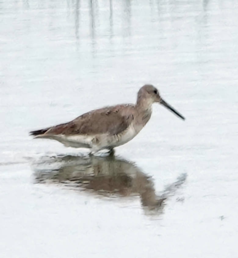 Greater Yellowlegs - ML620628544