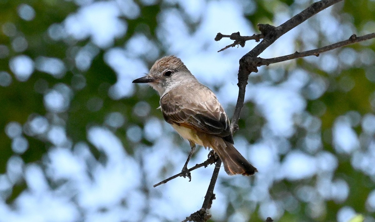 Ash-throated Flycatcher - ML620628550