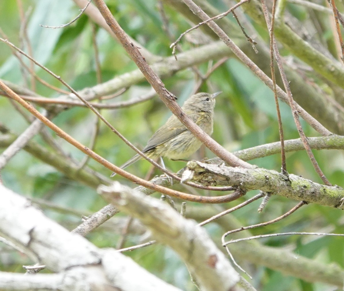 Orange-crowned Warbler (Gray-headed) - ML620628553