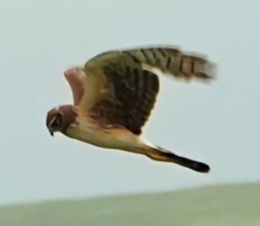 Northern Harrier - ML620628556