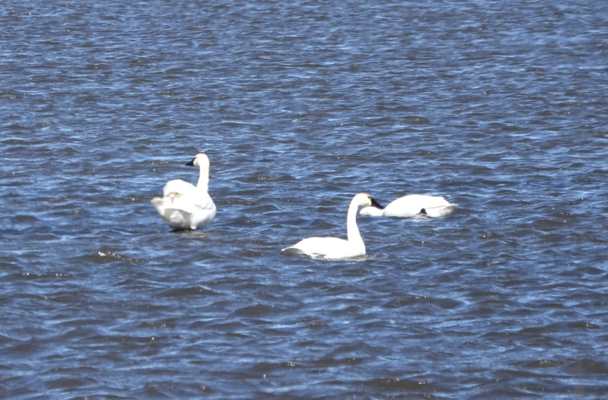 Tundra Swan - ML620628557