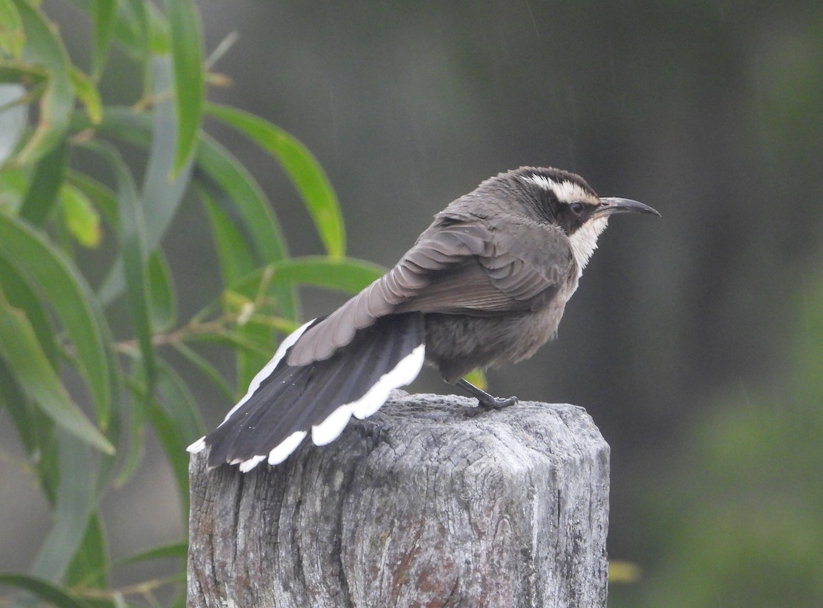 White-browed Babbler - ML620628559