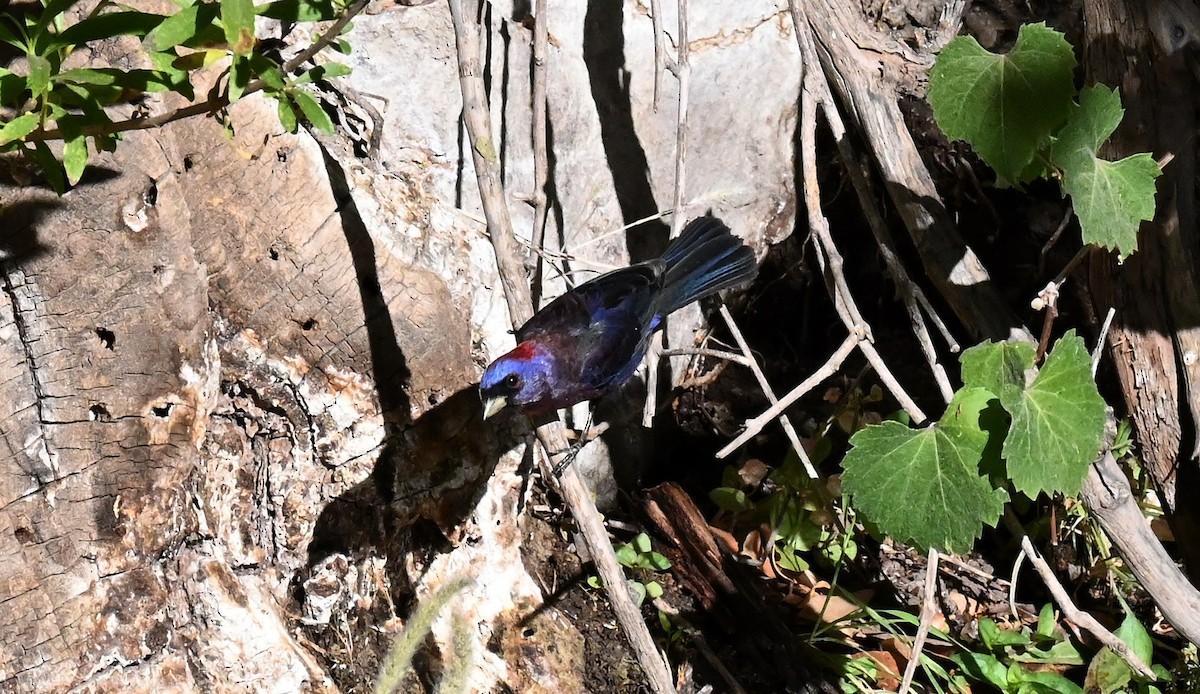 Varied Bunting - ML620628562