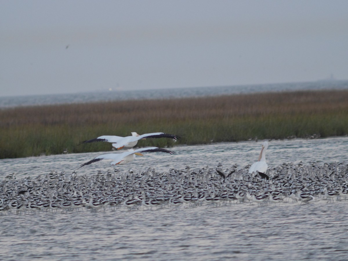 American White Pelican - ML620628563