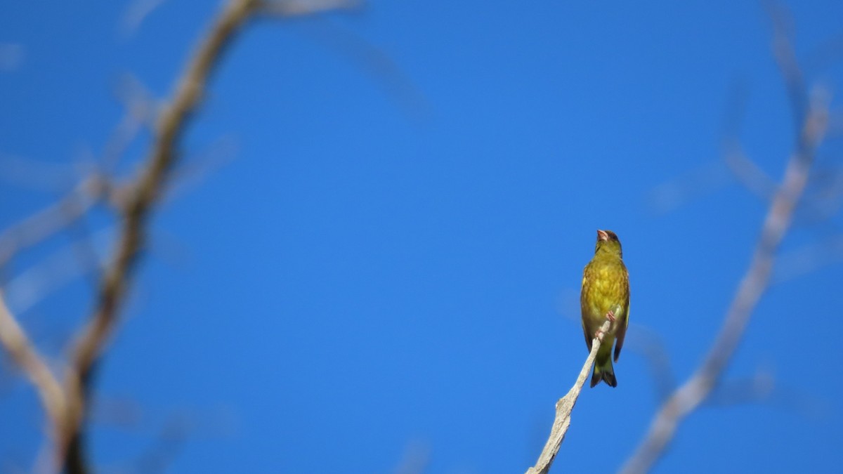 Oriental Greenfinch - ML620628566