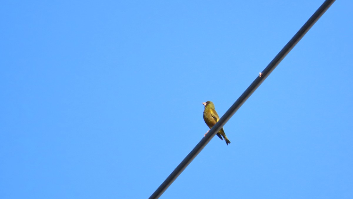 Oriental Greenfinch - ML620628567