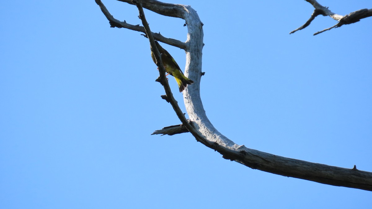 Oriental Greenfinch - ML620628568