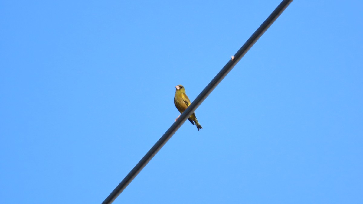 Oriental Greenfinch - ML620628570