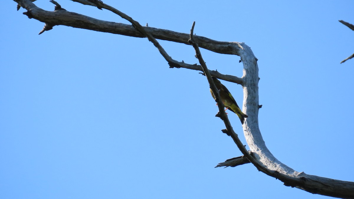 Oriental Greenfinch - ML620628571