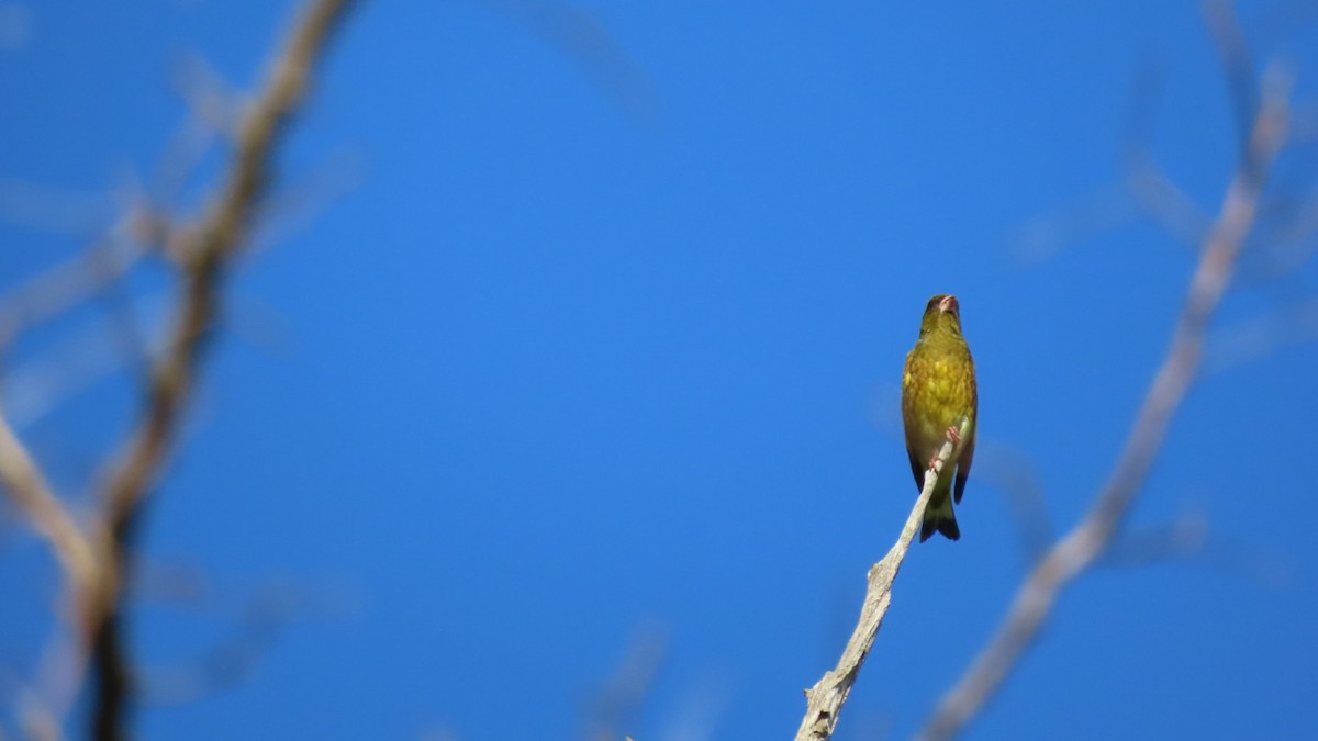 Oriental Greenfinch - ML620628572