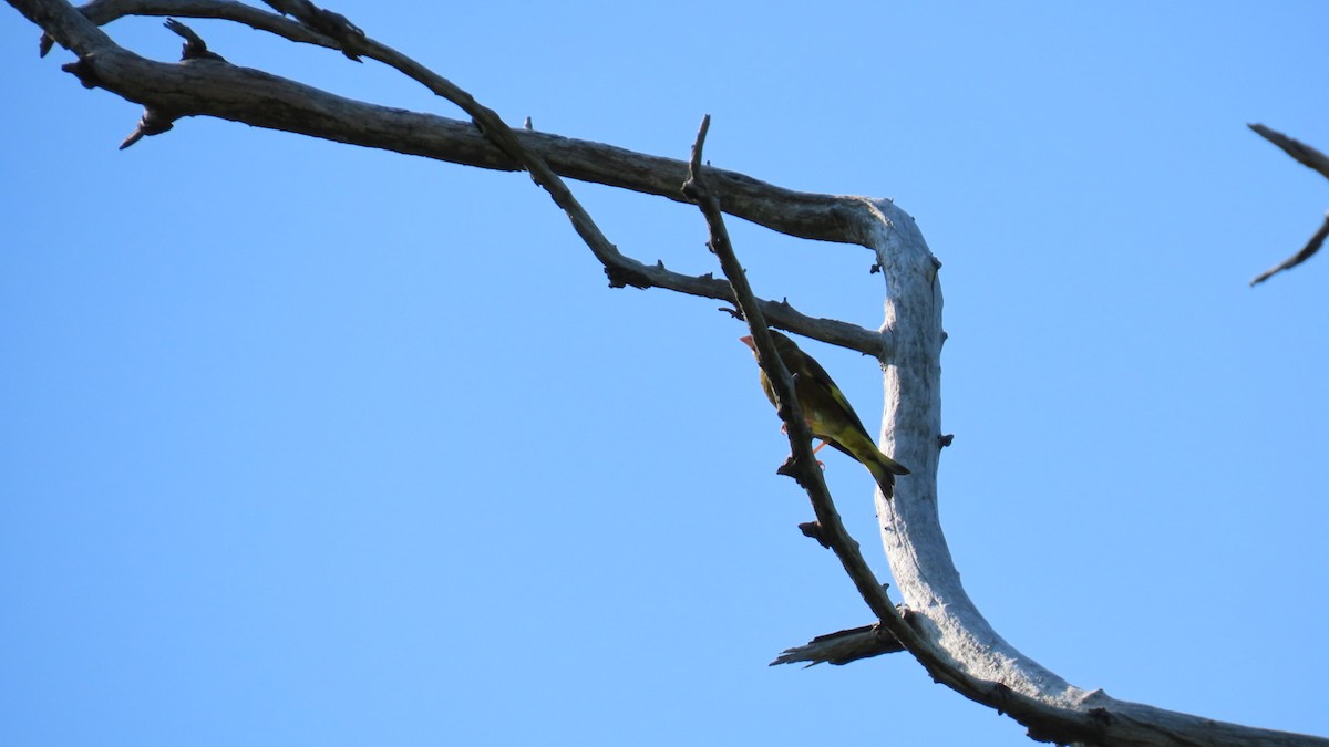 Oriental Greenfinch - ML620628573