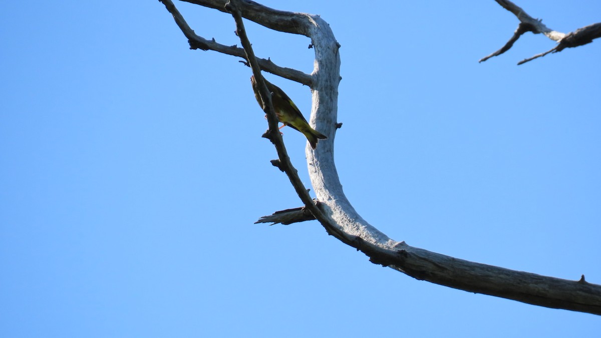 Oriental Greenfinch - ML620628574