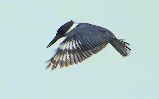 Belted Kingfisher - ML620628575