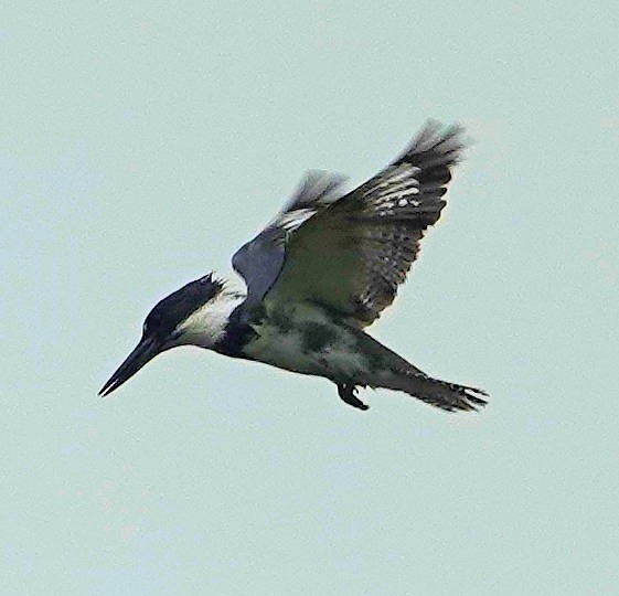 Belted Kingfisher - ML620628576