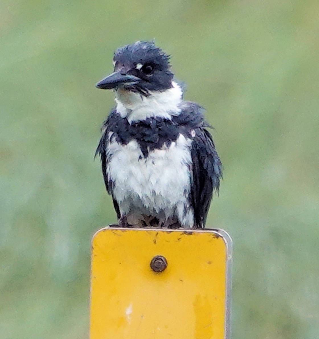 Belted Kingfisher - ML620628577