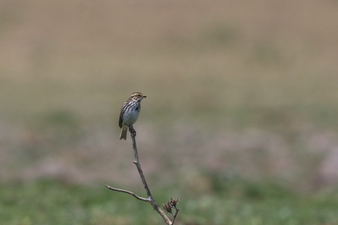 Savannah Sparrow (Savannah) - ML620628578