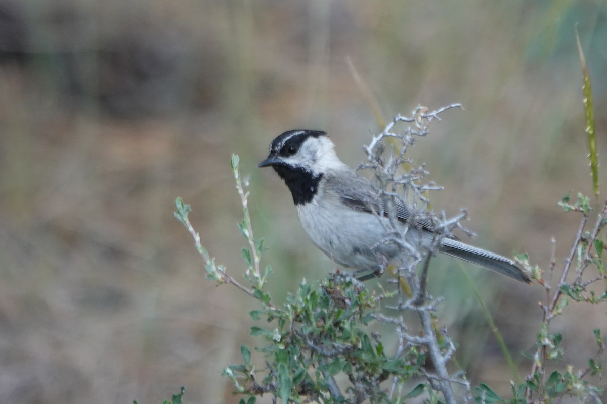 Mountain Chickadee - ML620628579