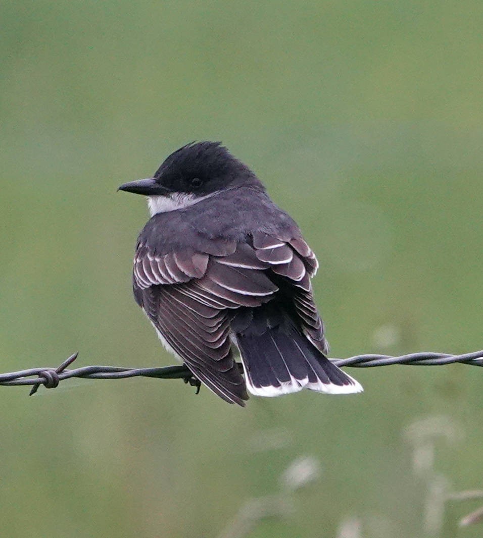 Eastern Kingbird - ML620628580