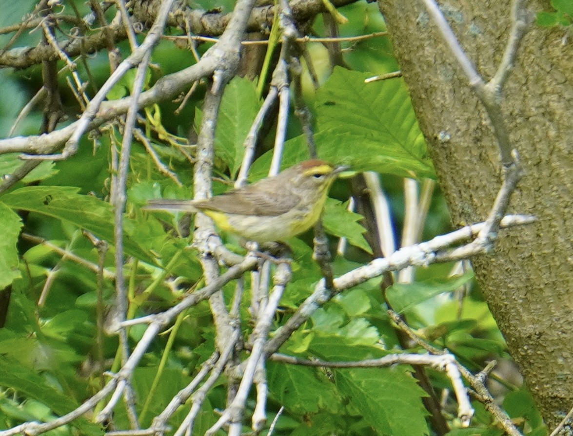 Palm Warbler - ML620628584