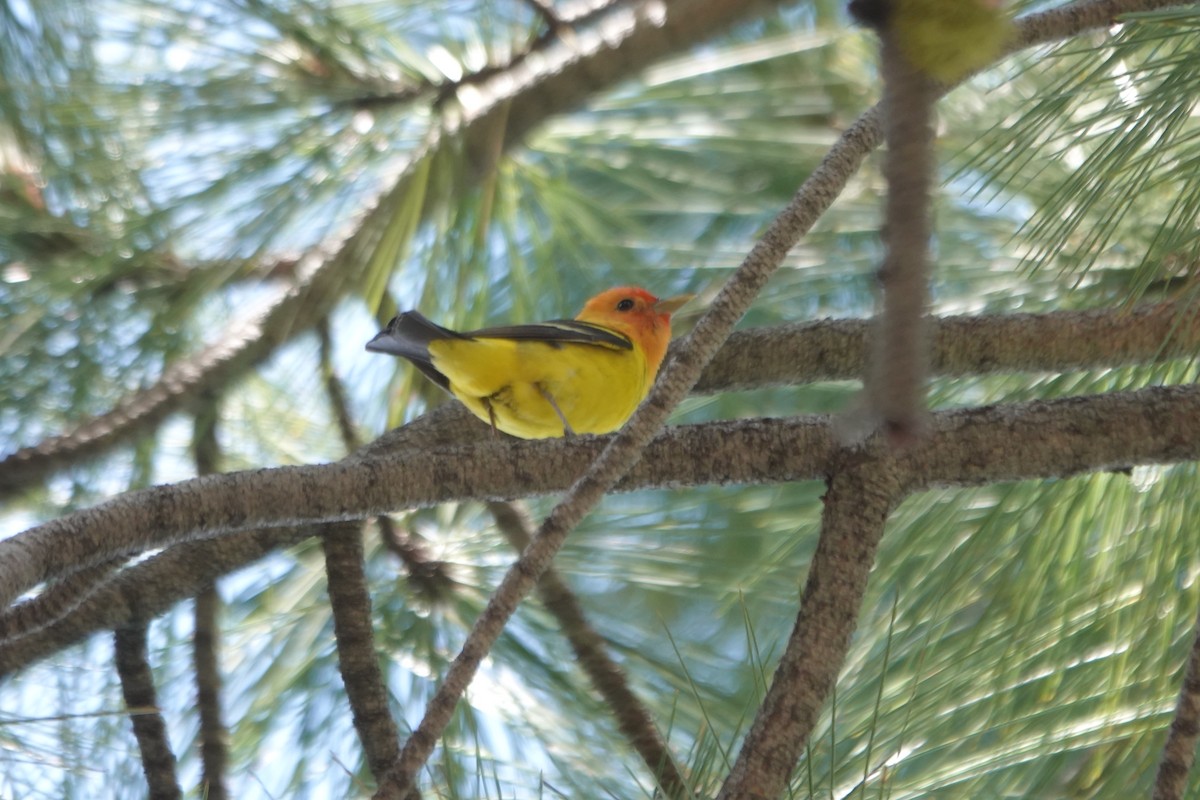 Western Tanager - ML620628585