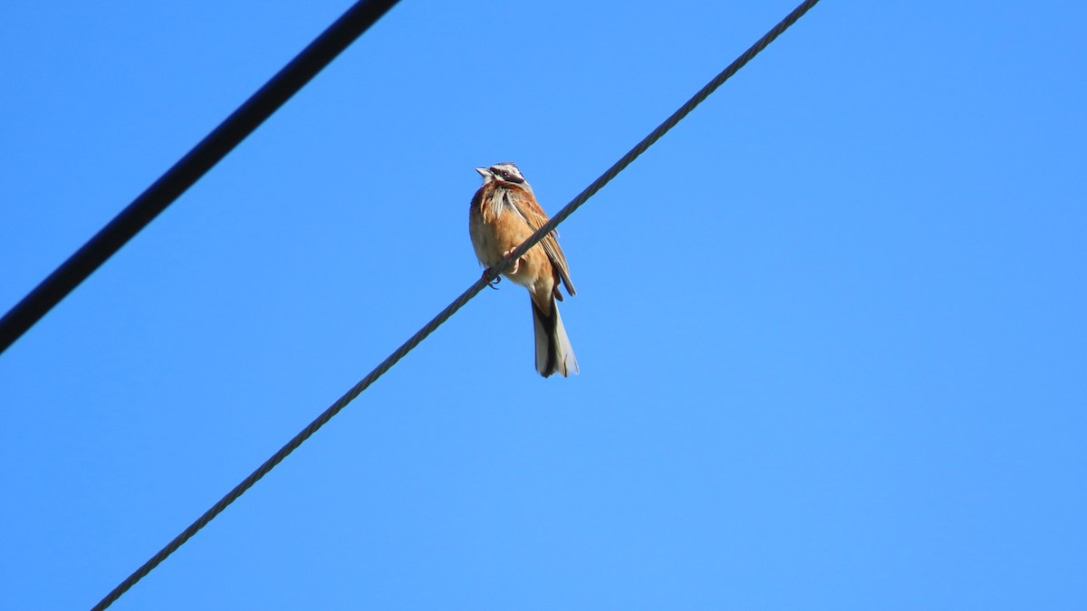 Meadow Bunting - ML620628586