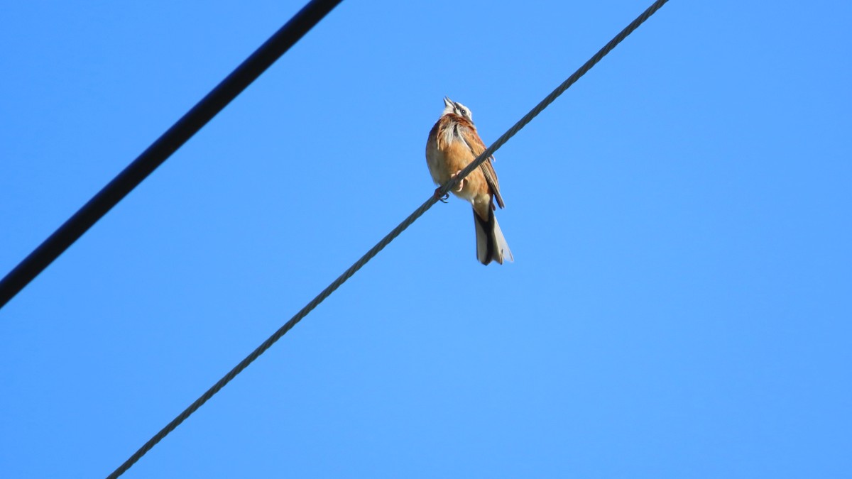 Meadow Bunting - ML620628587