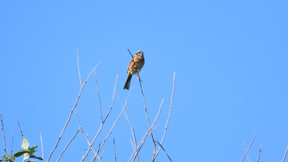 Meadow Bunting - YUKIKO ISHIKAWA