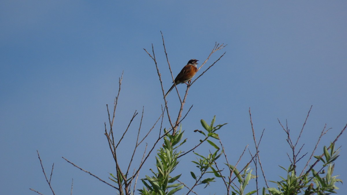 Meadow Bunting - ML620628592