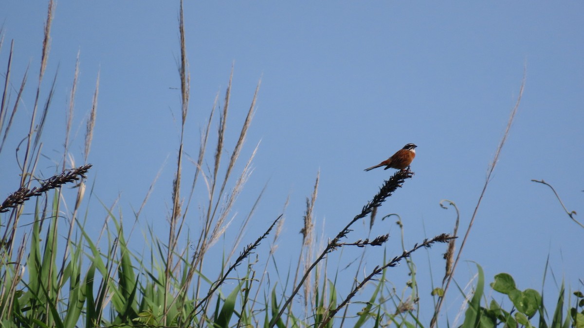 Meadow Bunting - ML620628593