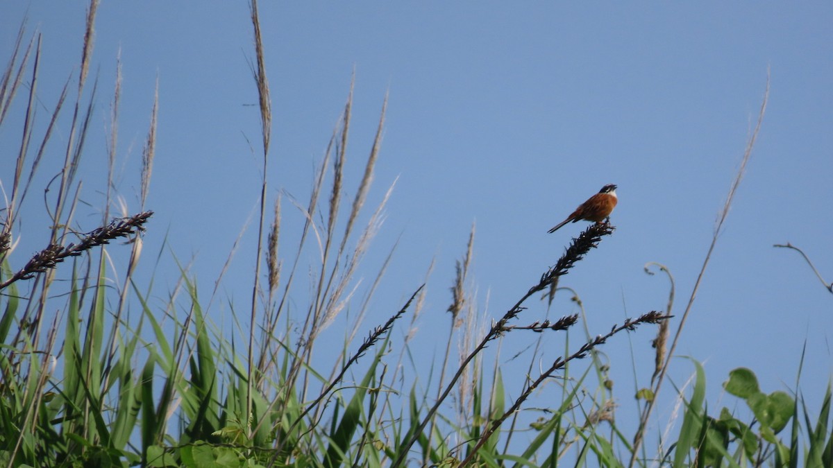 Meadow Bunting - YUKIKO ISHIKAWA