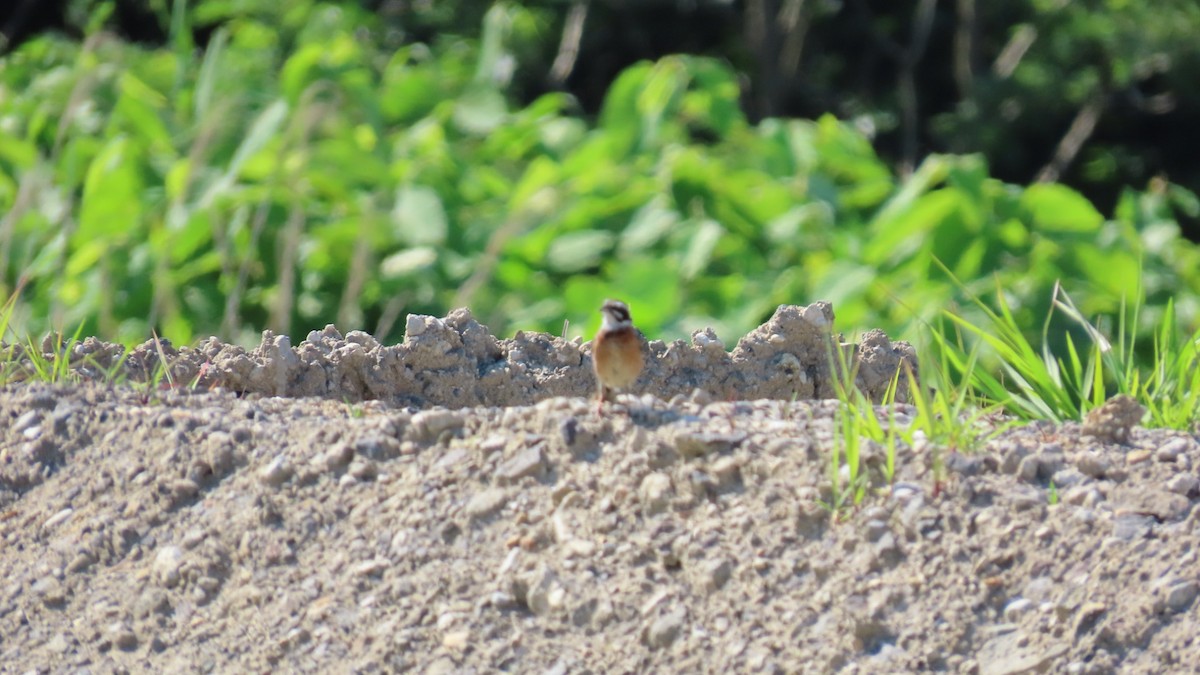 Meadow Bunting - YUKIKO ISHIKAWA