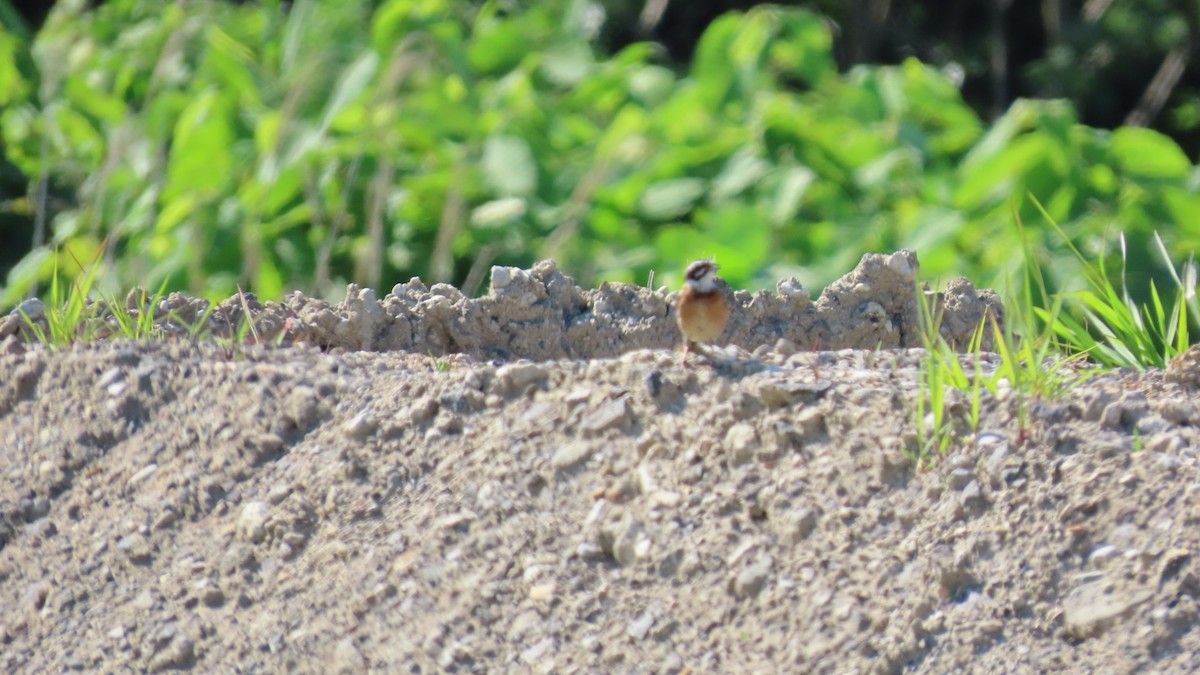 Meadow Bunting - ML620628596