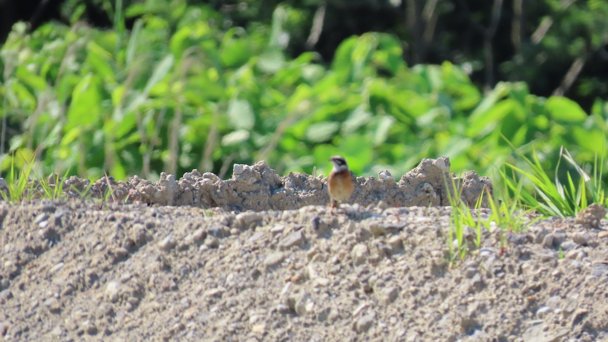 Meadow Bunting - ML620628597