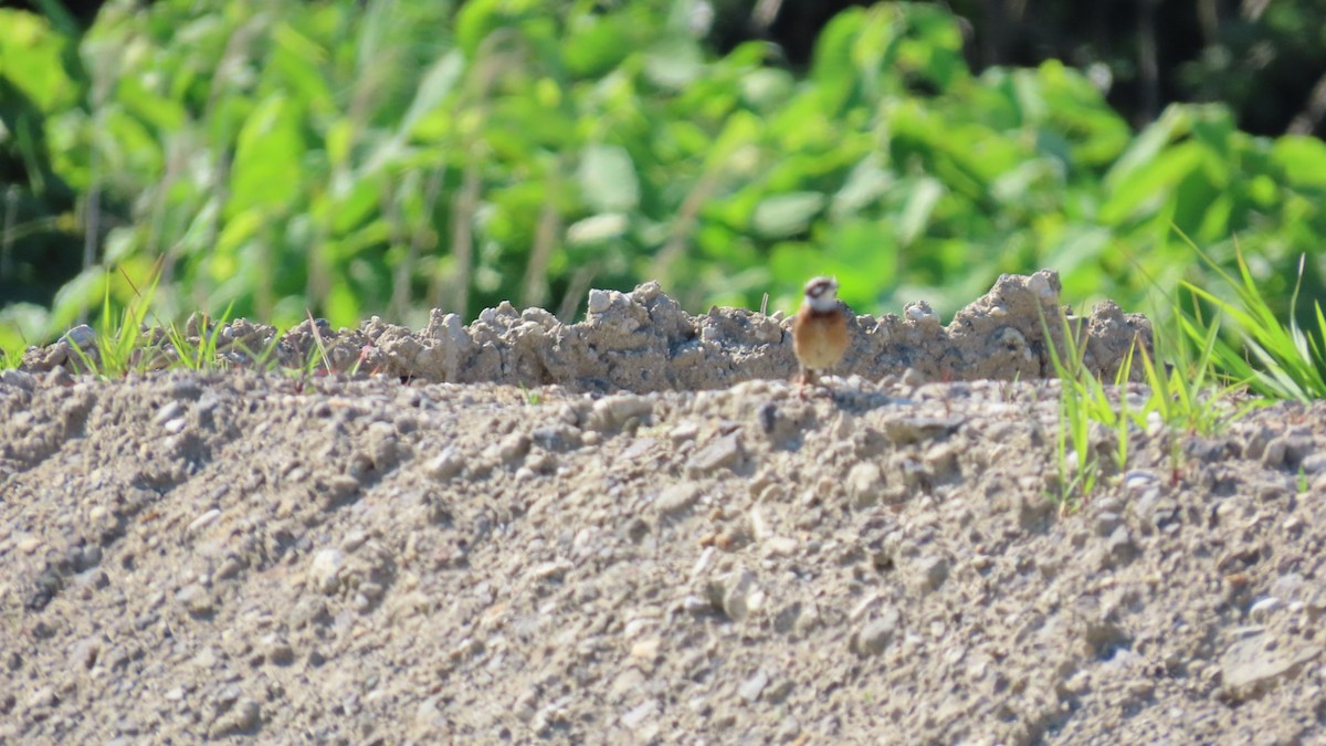 Meadow Bunting - YUKIKO ISHIKAWA