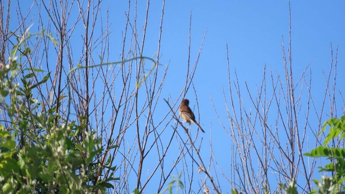 Meadow Bunting - ML620628601