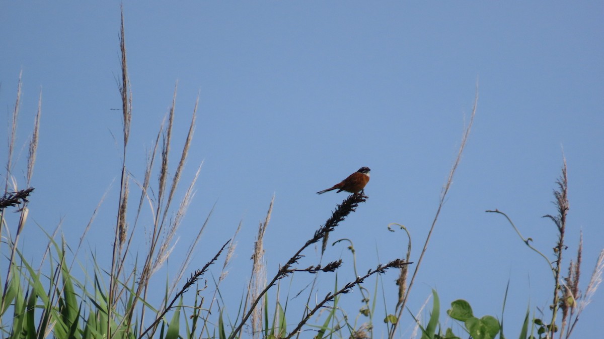 Meadow Bunting - ML620628602