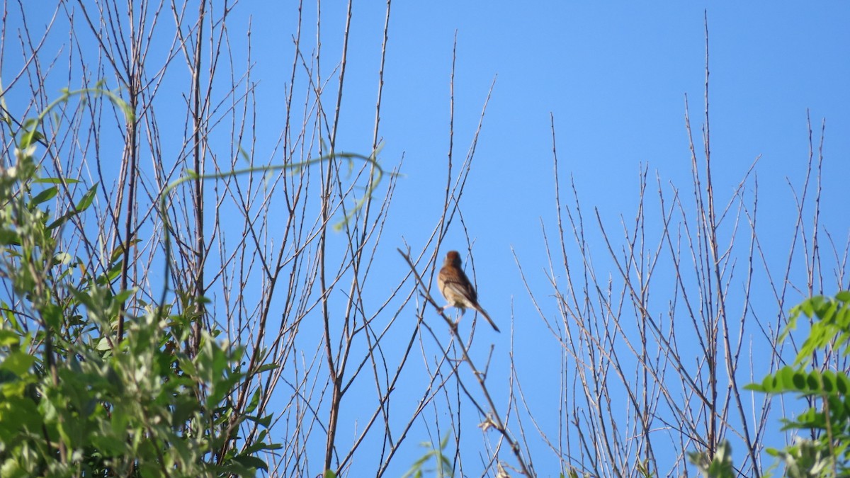 Meadow Bunting - ML620628603