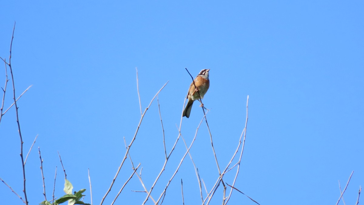 Meadow Bunting - ML620628604