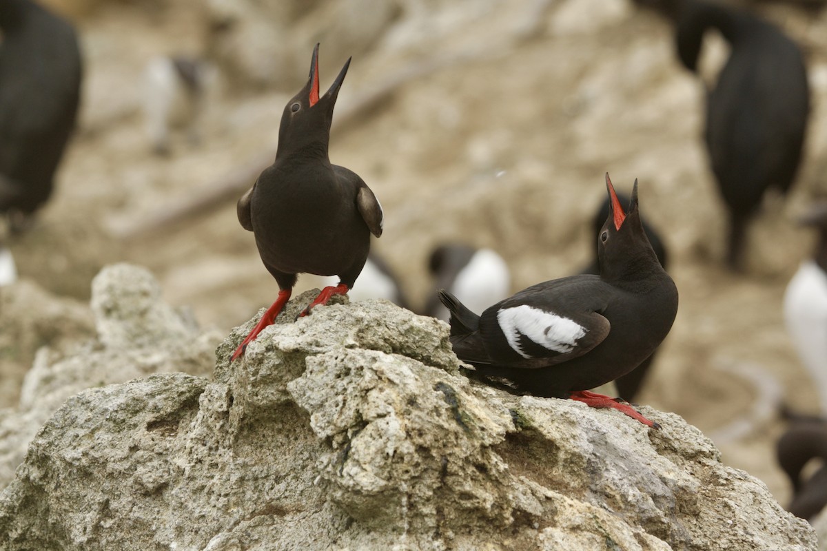 Pigeon Guillemot - ML620628614