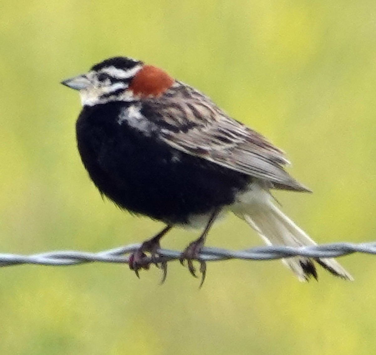 Chestnut-collared Longspur - ML620628615