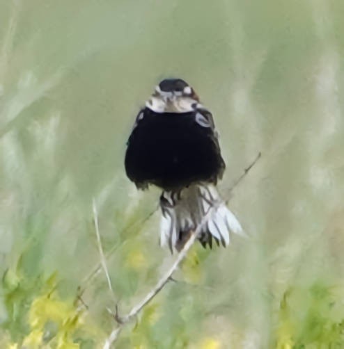 Chestnut-collared Longspur - ML620628616