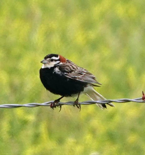 Chestnut-collared Longspur - ML620628617