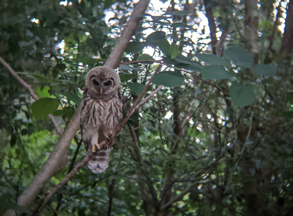 Barred Owl - ML620628618