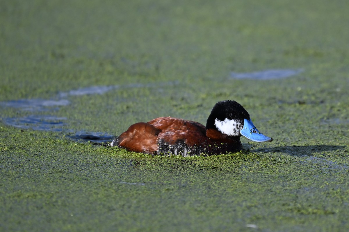 Ruddy Duck - ML620628619